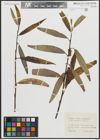 Foto von Salix alba L. x Salix fragilis L.